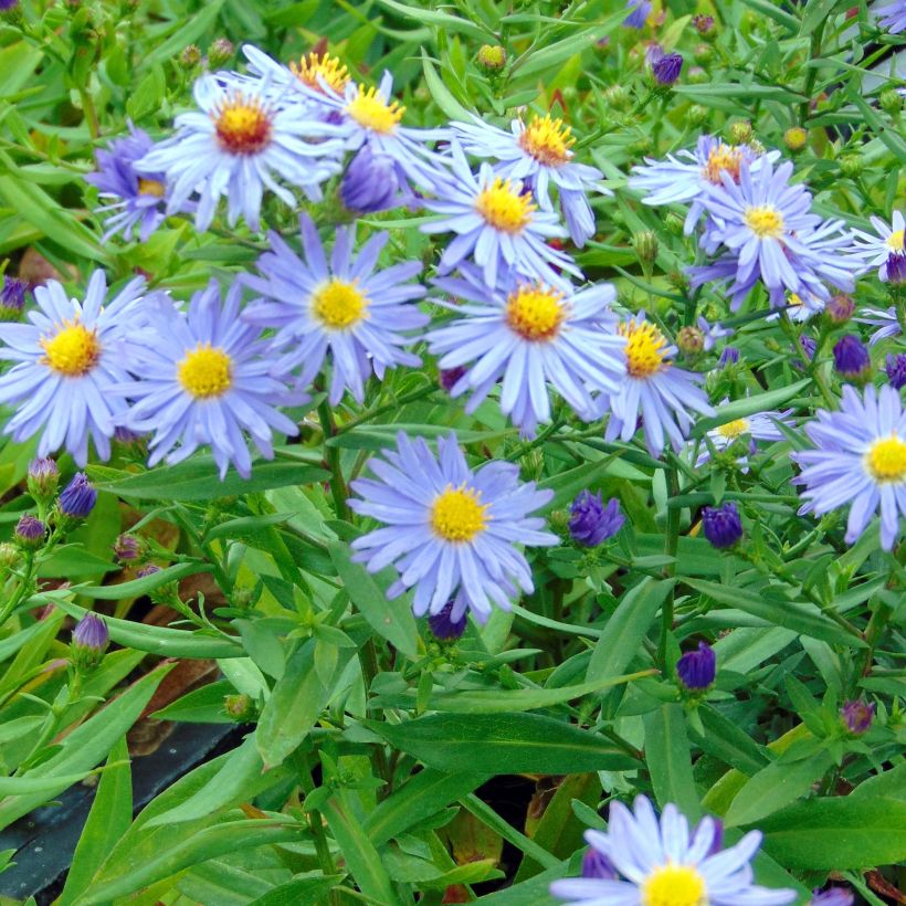 Aster dumosus Professeur Anton Kippenberg (Plant habit)