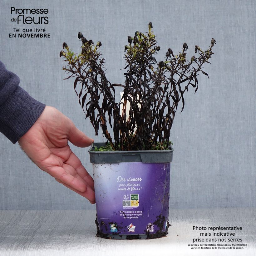 Esemplare di Aster dumosus Samoa Vaso da 2L/3L come consegnato in autunno