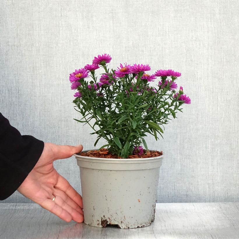 Esemplare di Aster dumosus Starlight - Aster nain d’automne Pot de 2L/3L come consegnato in autunno