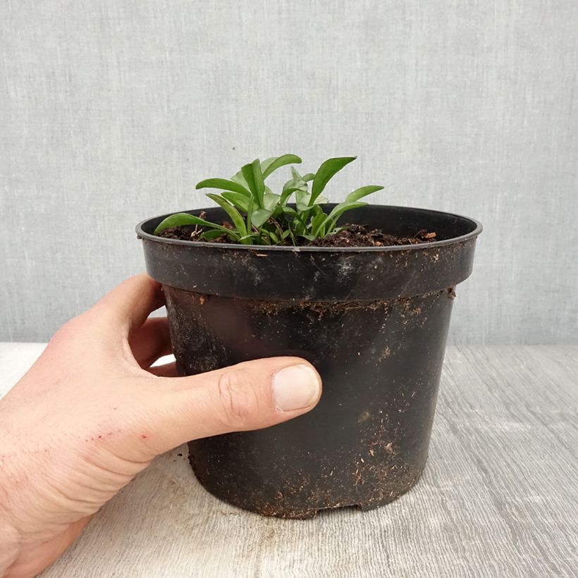 Aster dumosus Starlight Vaso da 2L/3L esemplare consegnato in primavera