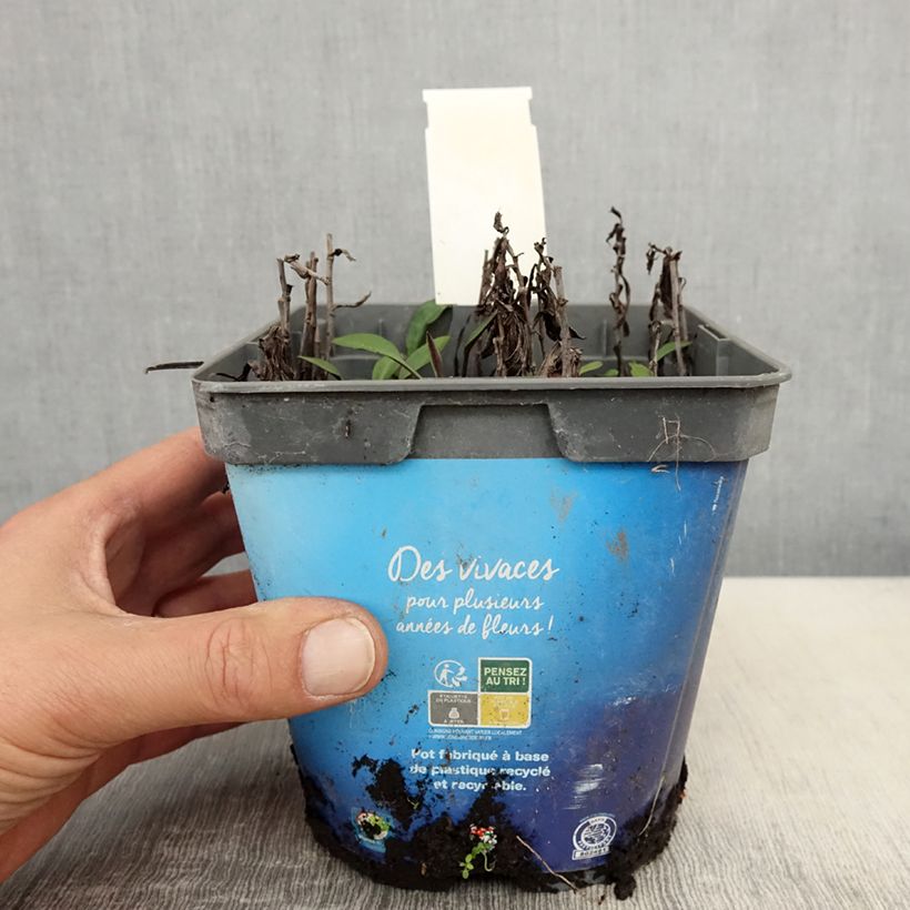 Example of Aster dumosus Tonga Vaso da 2L/3L as you get in printemps