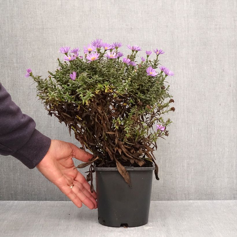 Esemplare di Aster novi-belgii Wood's Purple - Astro settembrino Vaso da 1,5L/2L come consegnato in autunno