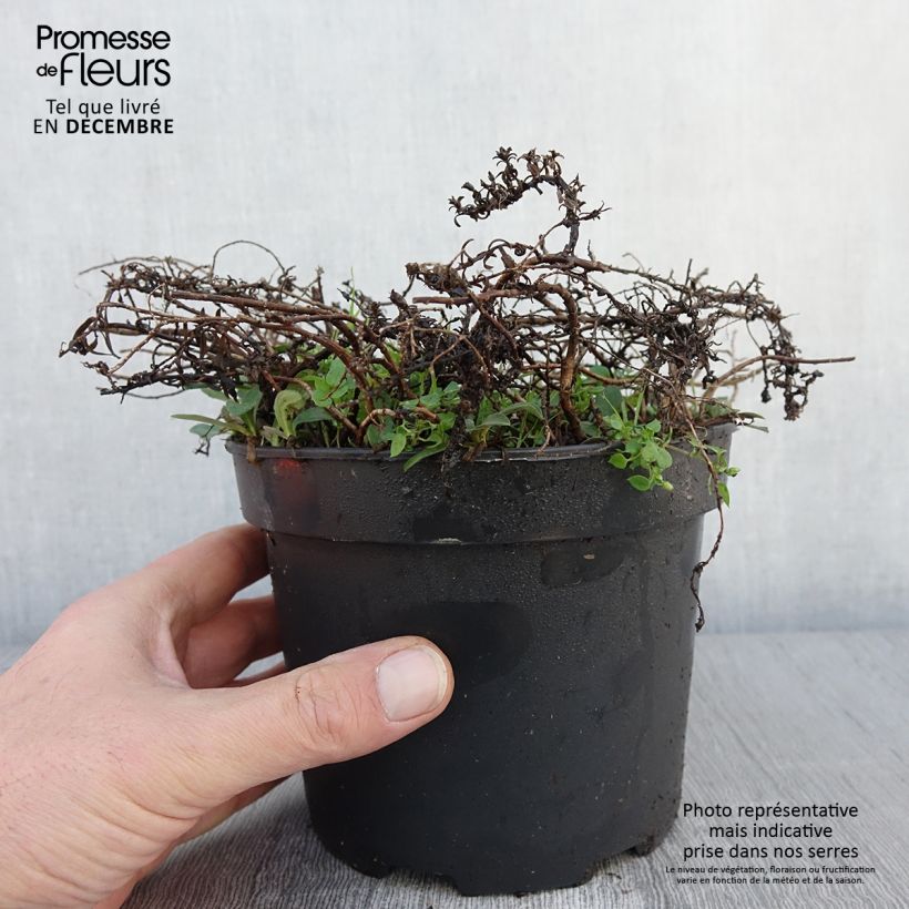 Esemplare di Aster ericoïdes f. prostratus Snow Flurry - Aster fausse-bruyère Pot de 2L/3L come consegnato in autunno