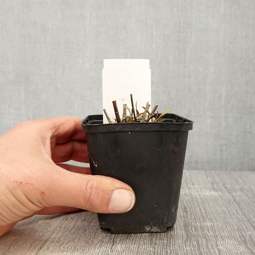 Aster ericoides Herbstmyrte Vasetto da 8/9 cm esemplare consegnato in primavera