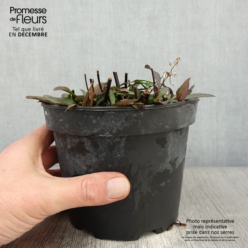 Esemplare di Aster ericoïdes Pink Cloud Pot de 2L/3L come consegnato in autunno