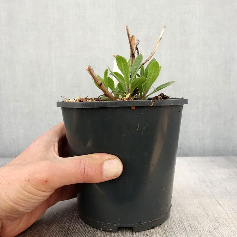 Aster frikartii Mönch Vaso da 1L/1,5L esemplare consegnato in primavera