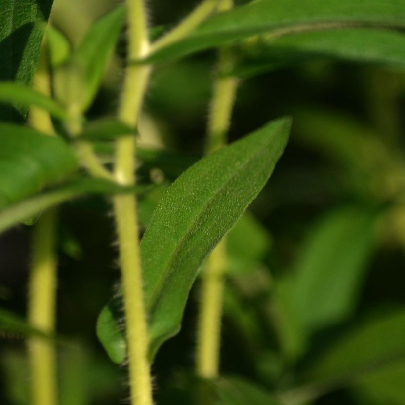 Aster novae-angliae Herbstschnee - Astro settembrino (Foliage)