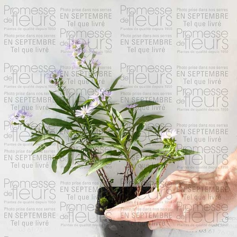 Esempio di esemplare Aster ericoides Herfstweelde Vasetto da 8/9 cm come consegnato