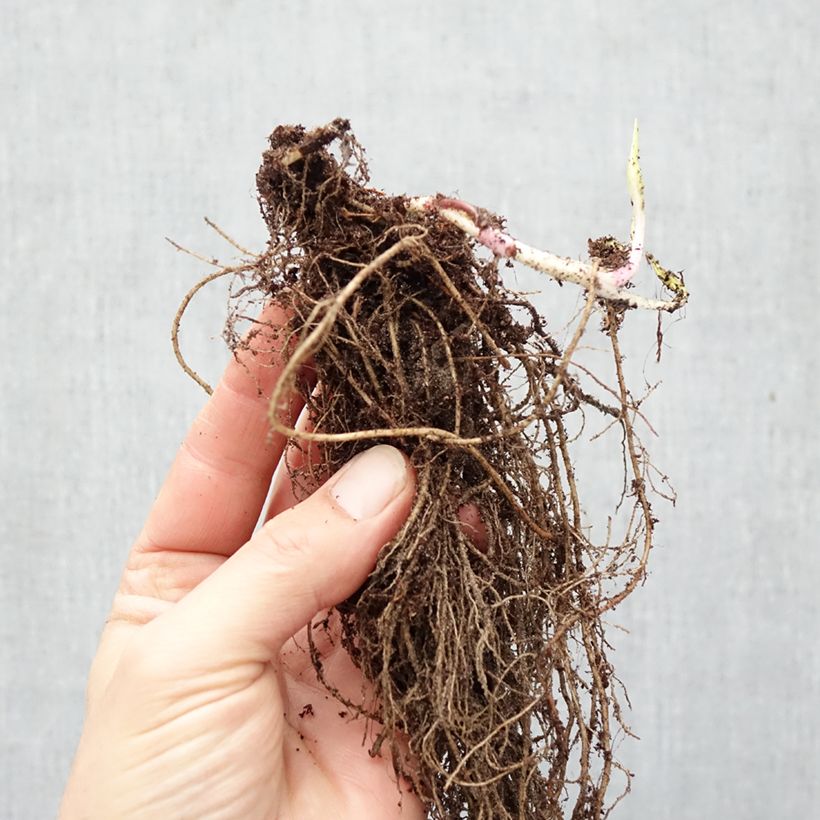 Aster lateriflorus Lady In Black Piante piccole a radice nuda esemplare consegnato in inverno