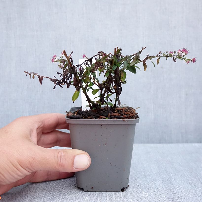 Esemplare di Aster lateriflorus Prince Vasetto da 8/9 cm come consegnato in autunno