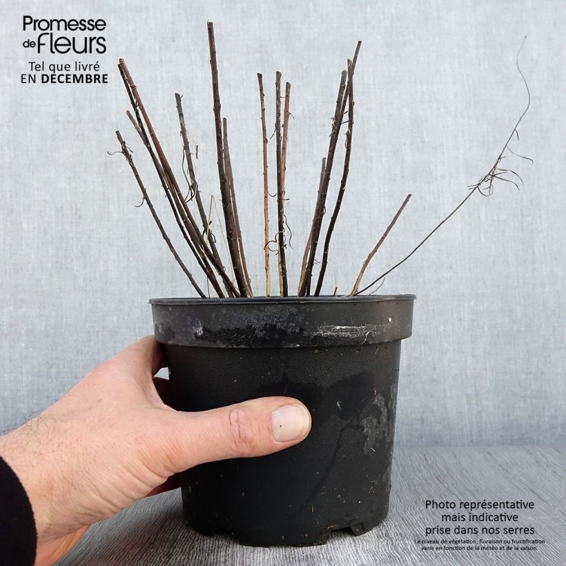 Esemplare di Aster linosyris - Aster d'automne Pot de 2L/3L come consegnato in autunno
