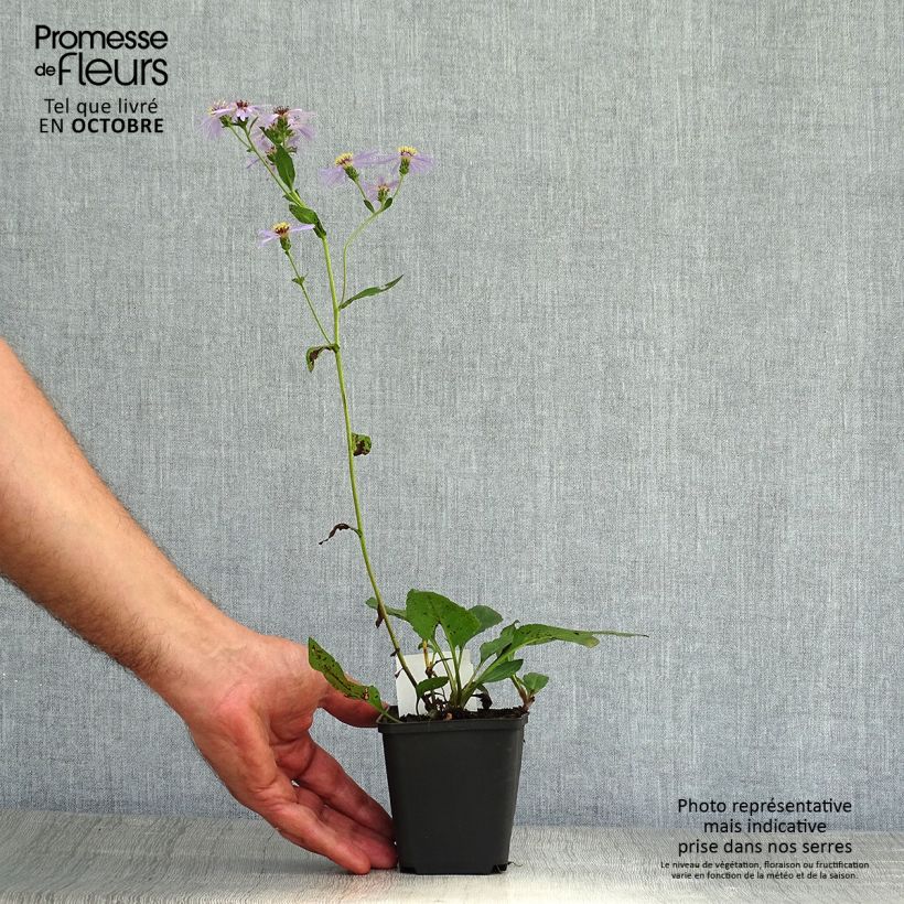 Esemplare di Aster macrophyllus Twilight Vasetto da 8/9 cm come consegnato in autunno