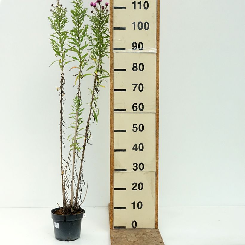 Esemplare di Aster novae-angliae Barrs Pink - Astro settembrino Vaso da 2L/3L consegnato in estate