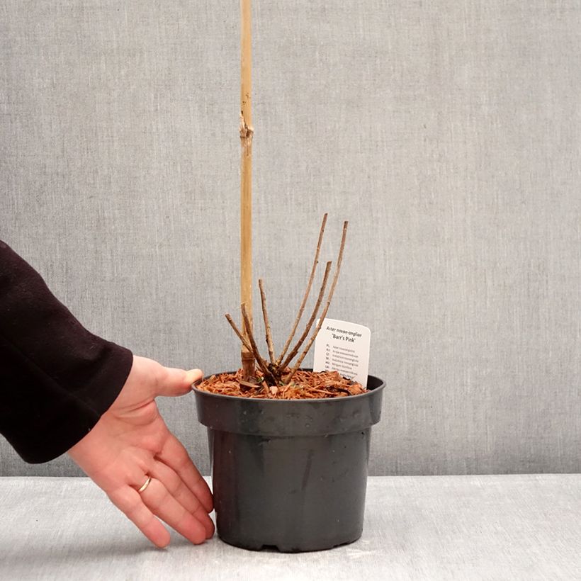 Example of Aster novae-angliae Barrs Pink - Astro settembrino Vaso da 2L/3L as you get in hiver