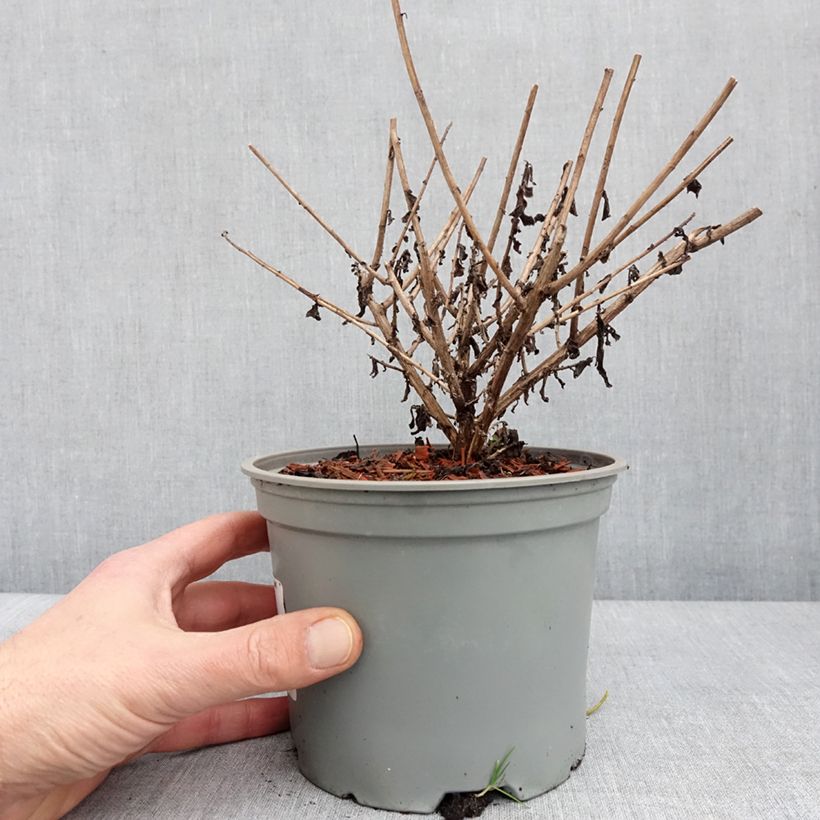 Aster novae angliae Barrs Blue - Aster grand d'automne Pot de 2L/3L esemplare consegnato in inverno