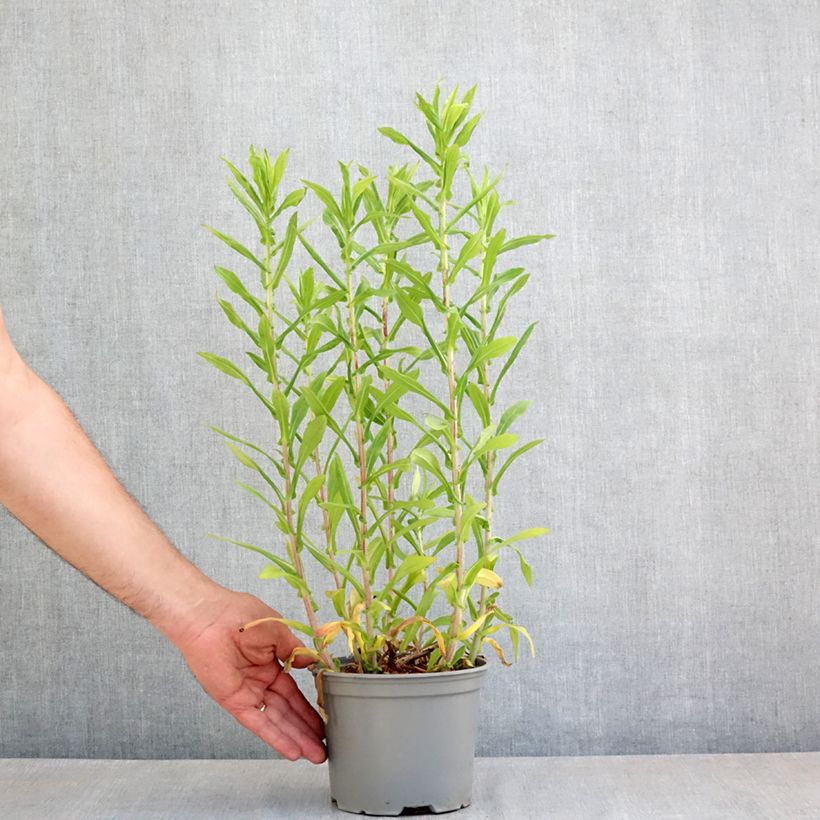 Aster novae-angliae Barrs Blue - Astro settembrino Vaso da 2L/3L esemplare consegnato in primavera