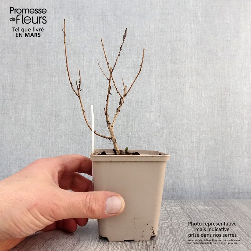 Example of Aster novae-angliae Guido en Gezelle - Astro settembrino Vasetto da 8/9 cm as you get in printemps