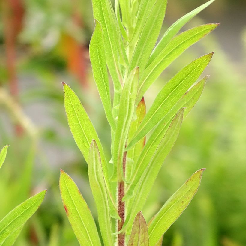 Aster novae-angliae Guido en Gezelle - Astro settembrino (Foliage)