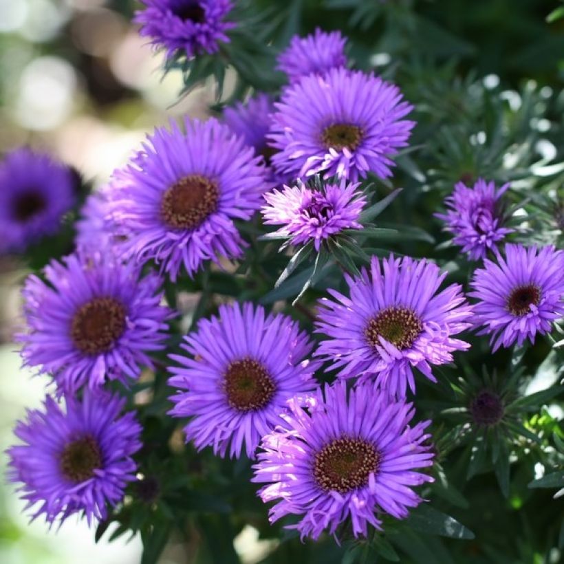 Aster novae-angliae Purple Dome - Astro settembrino (Flowering)