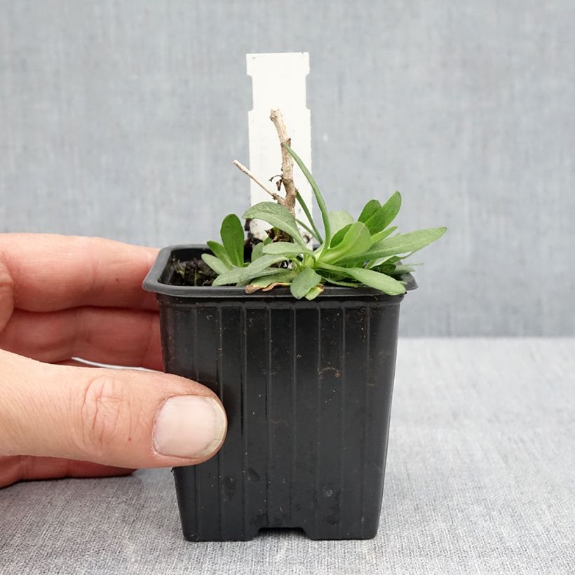 Aster novae-angliae Rosa Sieger - Astro settembrino Vasetto da 7/8 cm esemplare consegnato in primavera