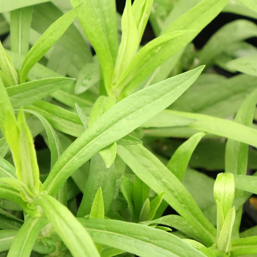 Aster novae-angliae Rosa Sieger - Astro settembrino (Fogliame)