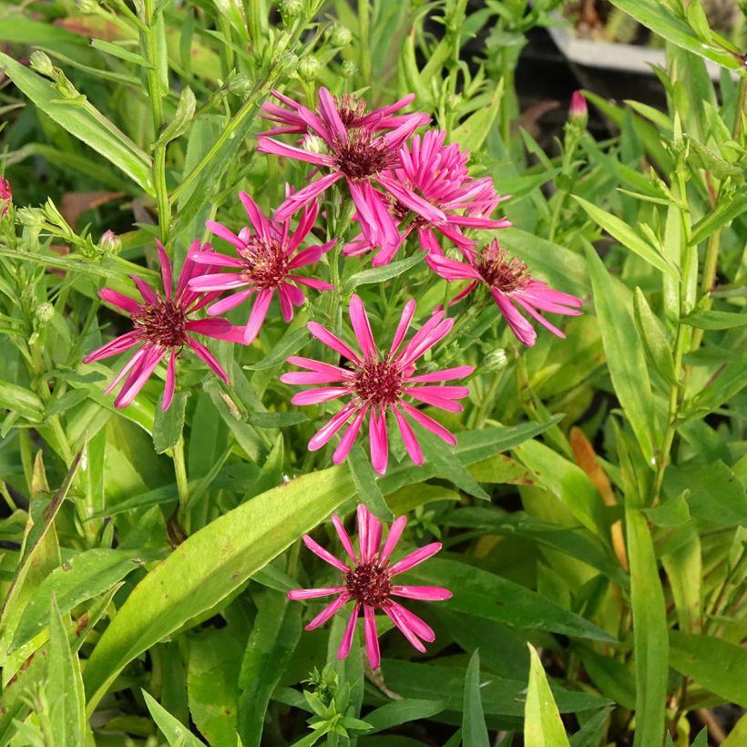 Aster novi-belgii Crimson Brocade - Astro settembrino (Flowering)