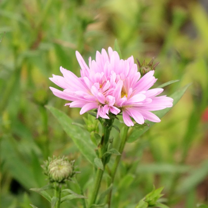 Aster novi-belgii Fellowship - Astro settembrino (Flowering)