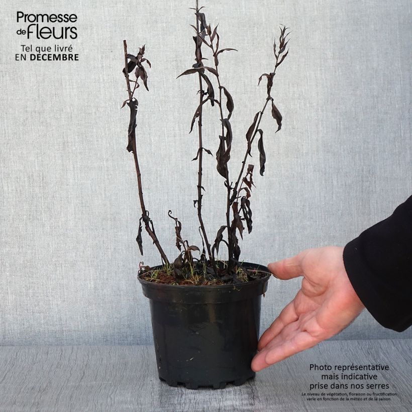 Esemplare di Aster Novi Belgii Fellowship Pot de 2L/3L come consegnato in autunno