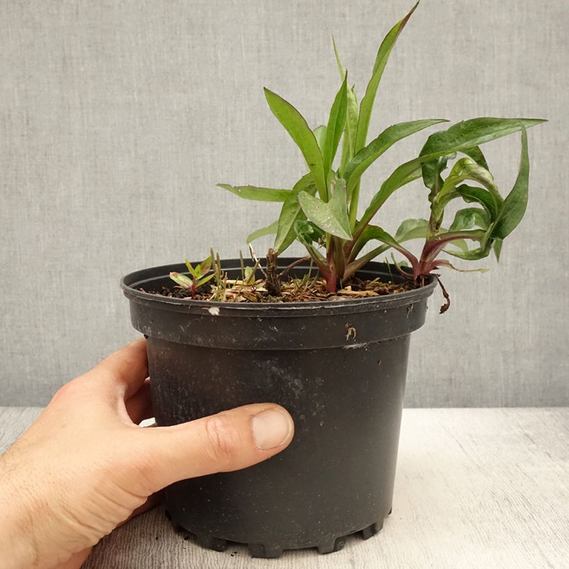 Example of Aster novi-belgii Fellowship - Astro settembrino Vaso da 2L/3L as you get in printemps