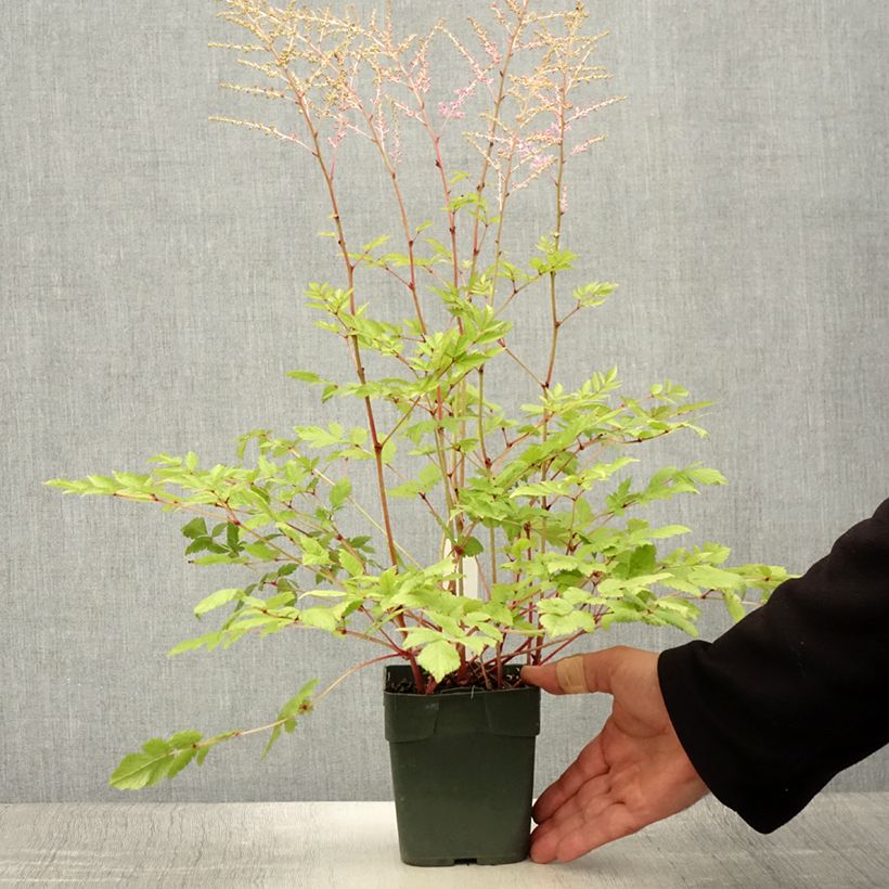 Esemplare di Aster novi-belgii Flamingo - Astro settembrino Vasetto da 8/9 cm consegnato in estate