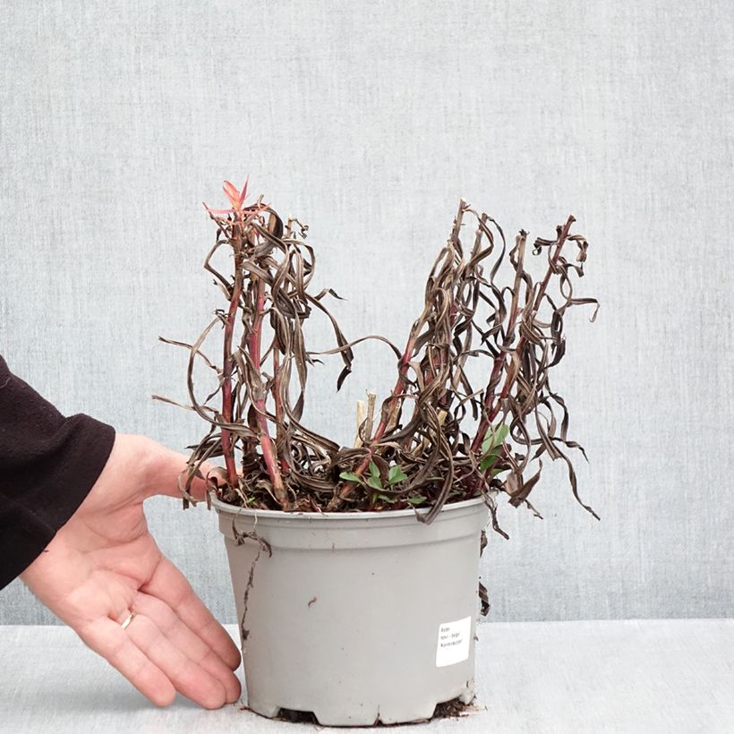Esemplare di Aster novi-belgii Karmin Kuppel - Astro settembrino Vaso da 2L/3L come consegnato in autunno