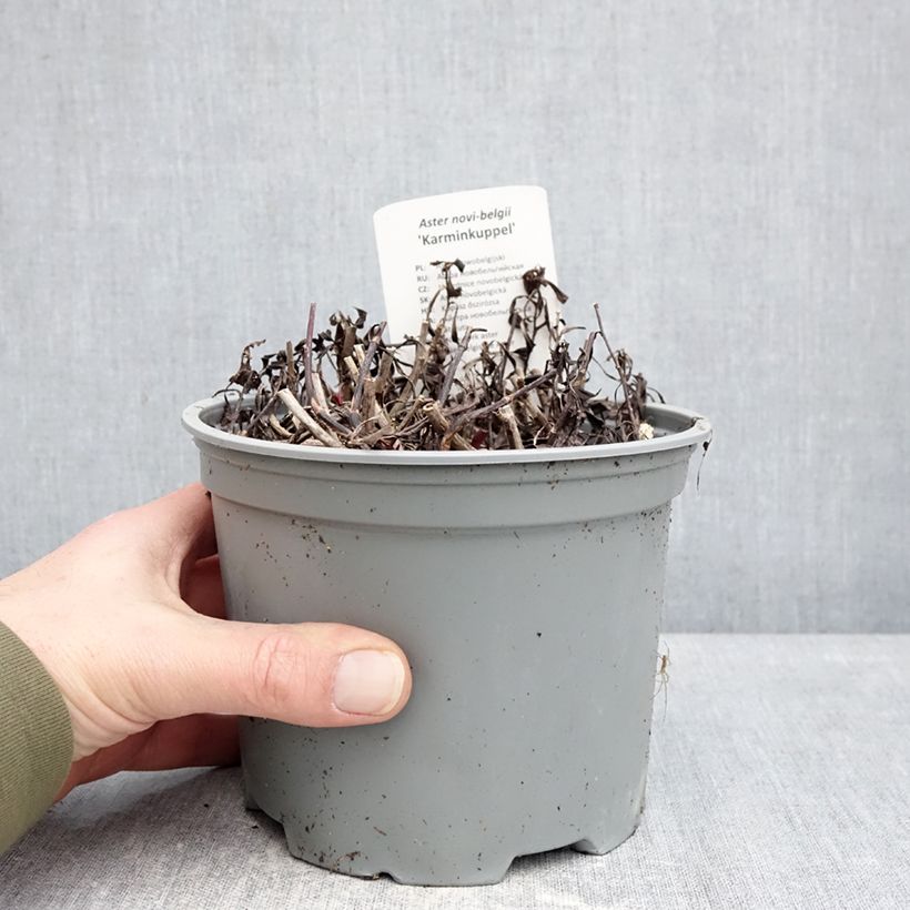 Example of Aster novi-belgii Karmin Kuppel - Astro settembrino Vaso da 2L/3L as you get in hiver