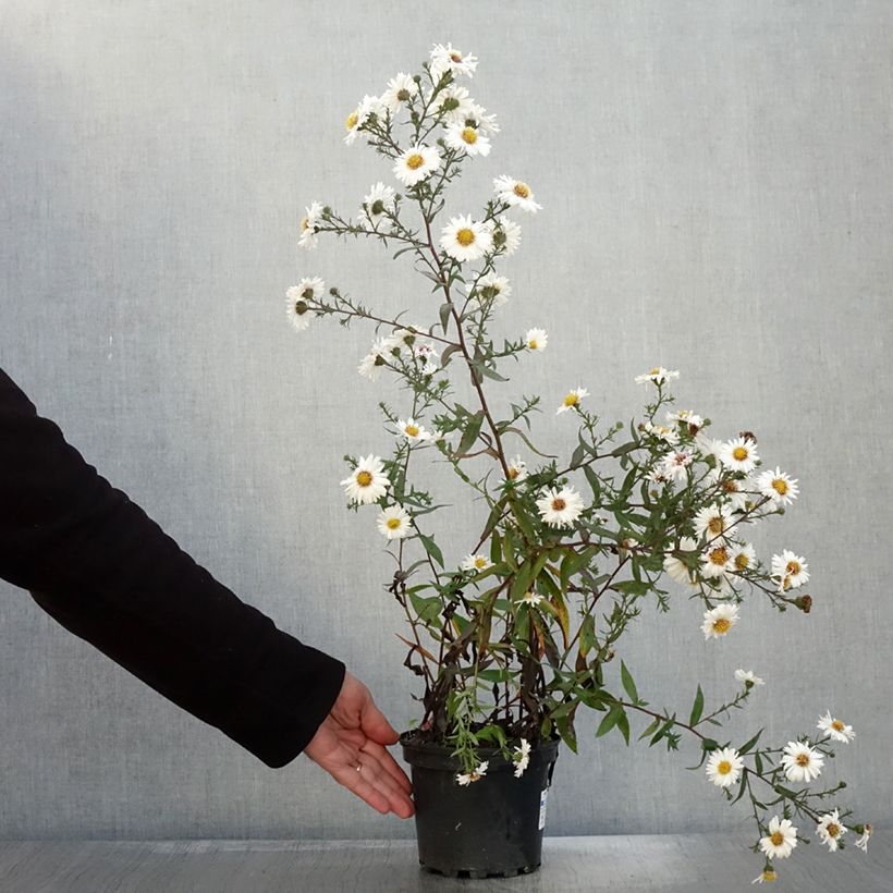 Esemplare di Aster novi-belgii White Lady - Aster grand d'automne Pot de 2L/3L come consegnato in autunno