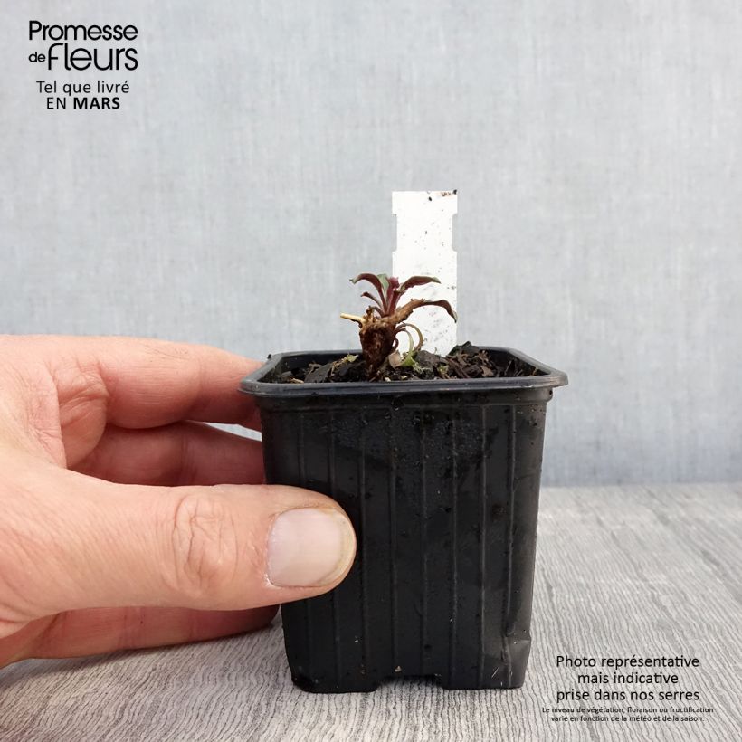 Aster oblongifolium October Skies Vasetto da 8/9 cm esemplare consegnato in primavera