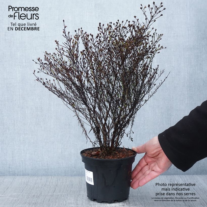 Esemplare di Aster pringlei Monte Cassino Pot de 2L/3L come consegnato in autunno