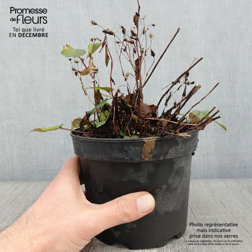 Esemplare di Aster tradescantii Vaso da 2L/3L come consegnato in autunno
