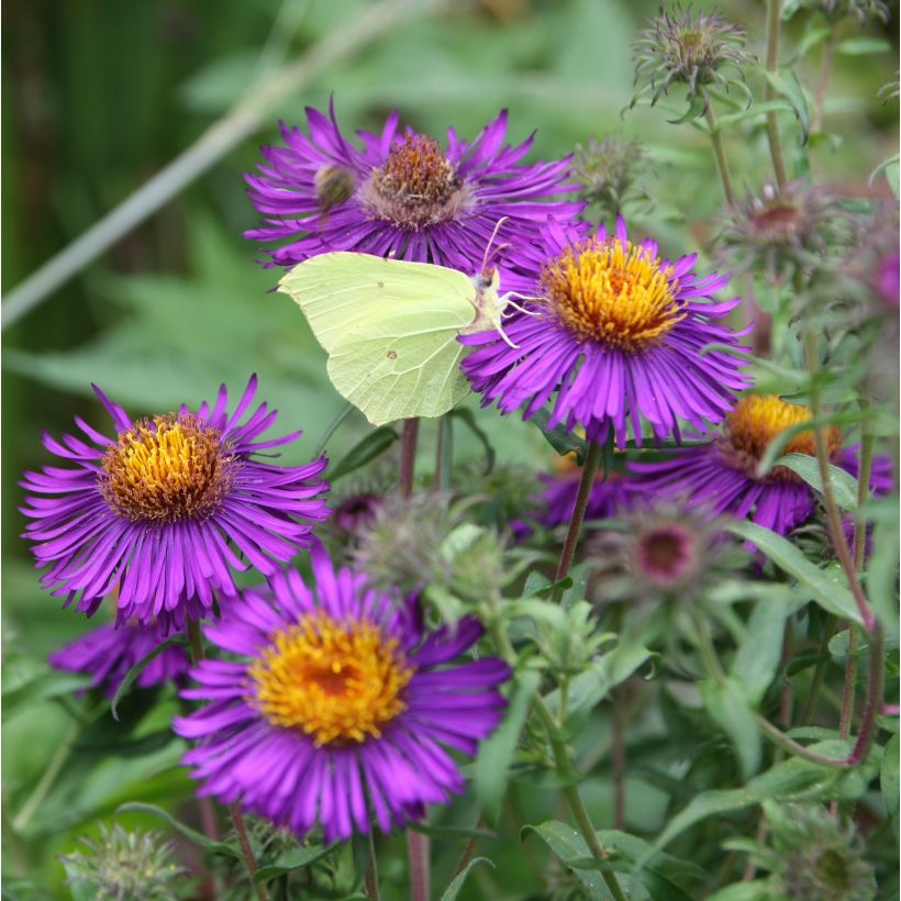 Aster novae-angliae Violetta - Astro settembrino (Flowering)