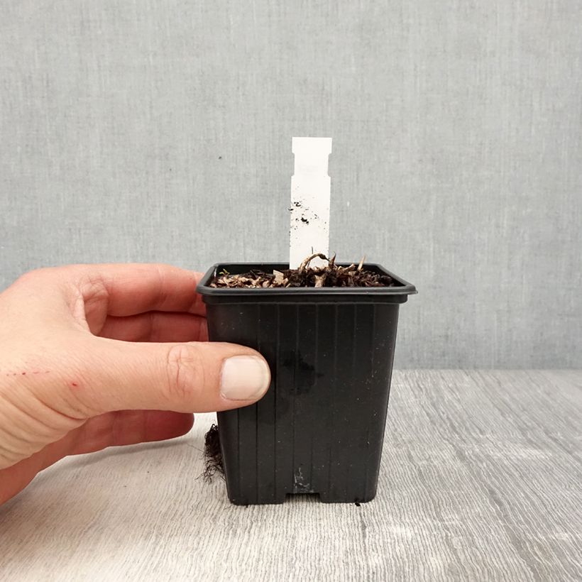 Astilbe arendsii Color Flash Lime Vasetto da 8/9 cm esemplare consegnato in primavera