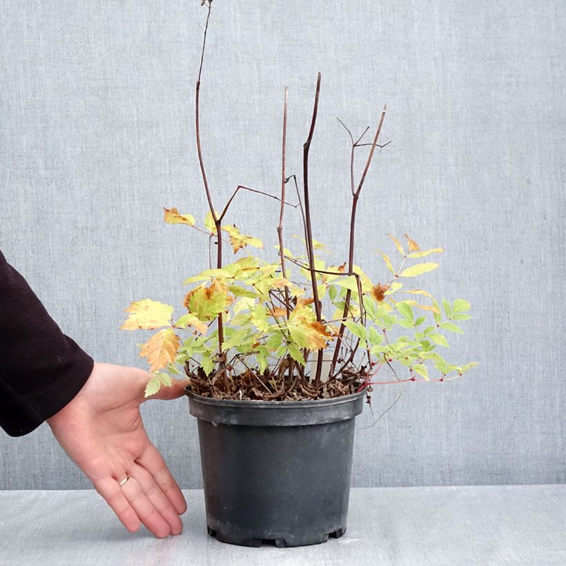 Esemplare di Astilbe arendsii Brautschleier Vaso da 2L/3L come consegnato in autunno