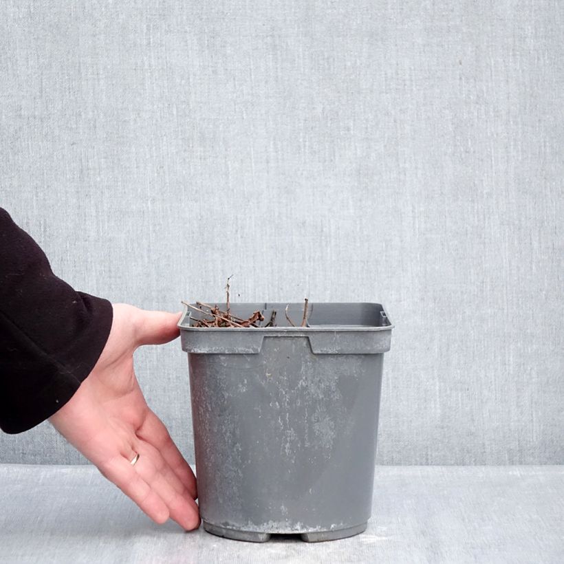 Example of Astilbe arendsii Cappuccino Vaso da 2L/3L as you get in hiver