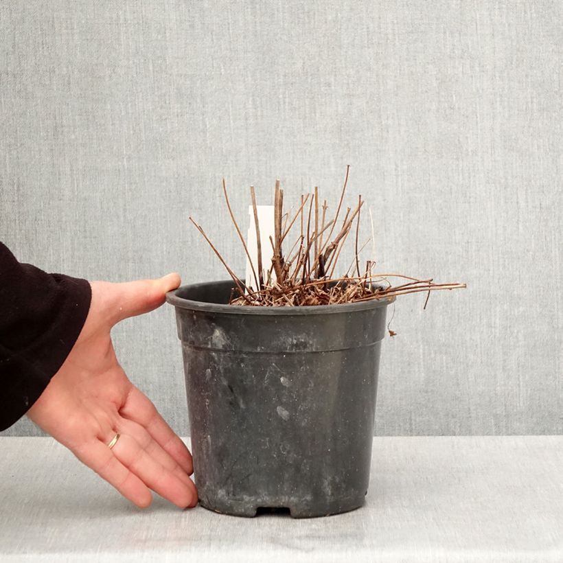 Astilbe arendsii Colour Flash Vaso da 2L/3L esemplare consegnato in primavera