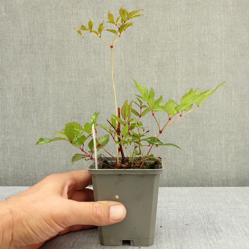 Esemplare di Astilbe arendsii Ellie Vasetto da 8/9 cm consegnato in estate