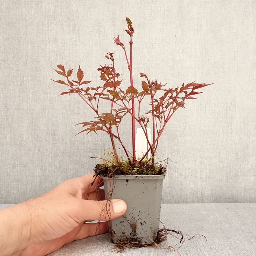 Astilbe arendsii Ellie Vasetto da 8/9 cm esemplare consegnato in primavera