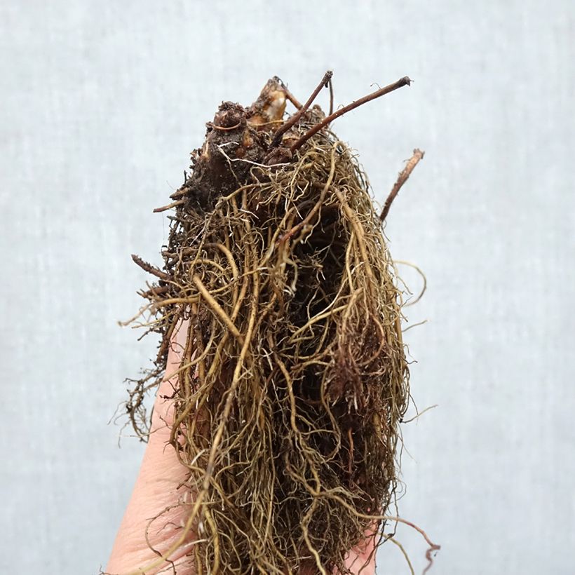 Astilbe arendsii Ellie Piante piccole a radice nuda esemplare consegnato in inverno