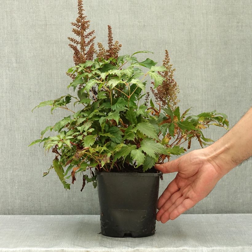 Esemplare di Astilbe arendsii Fanal Vaso da 2L/3L consegnato in estate