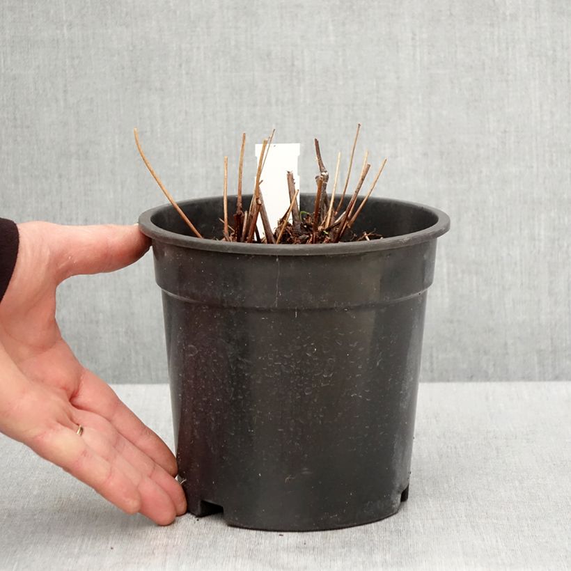 Astilbe arendsii Moccachino Vaso da 2L/3L esemplare consegnato in primavera