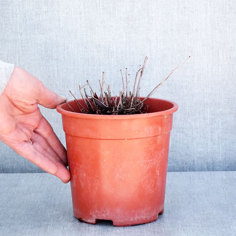 Astilbe arendsii Rock and Roll Vaso da 2L/3L esemplare consegnato in primavera