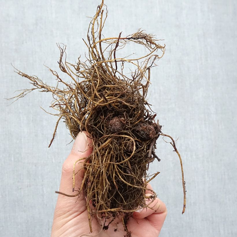 Astilbe arendsii Rock and Roll Piante piccole a radice nuda esemplare consegnato in inverno