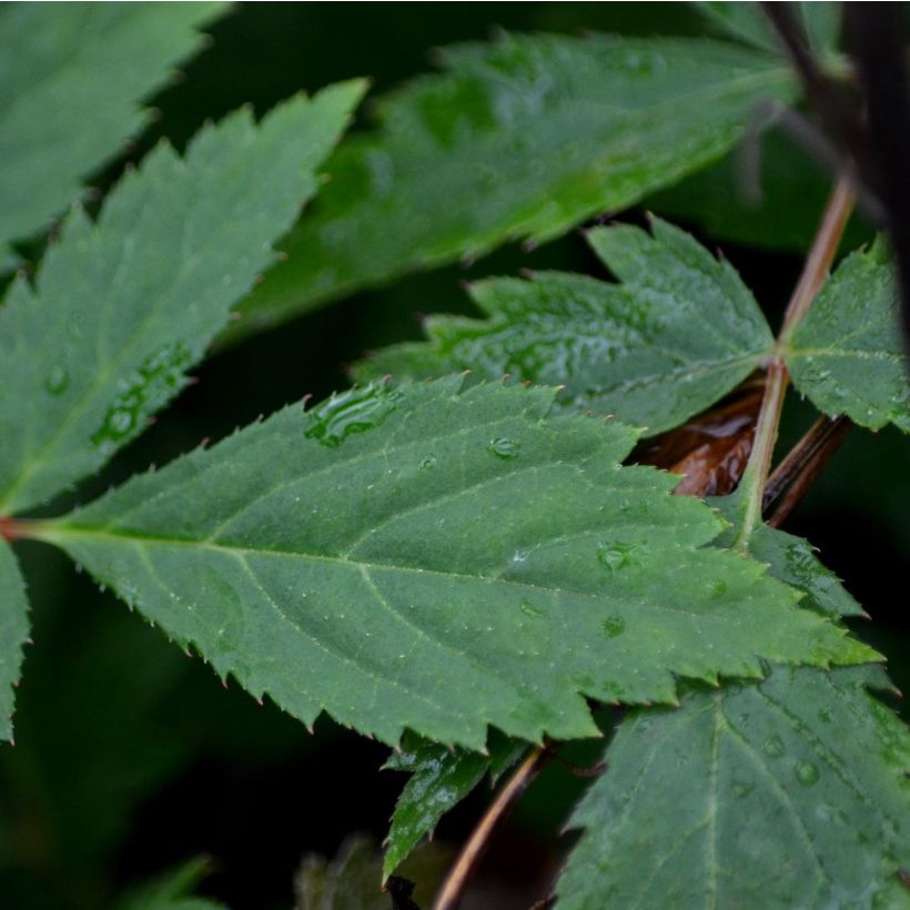 Astilbe arendsii Spinell (Fogliame)