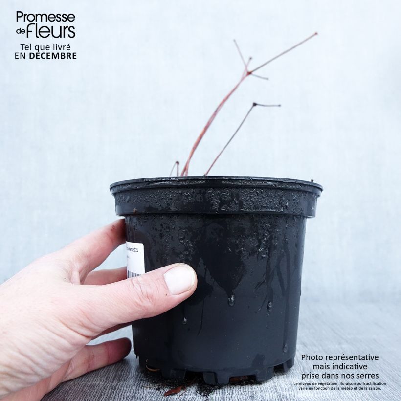 Esemplare di Astilbe Chinensis Purpurkerze Pot de 2L/3L come consegnato in autunno